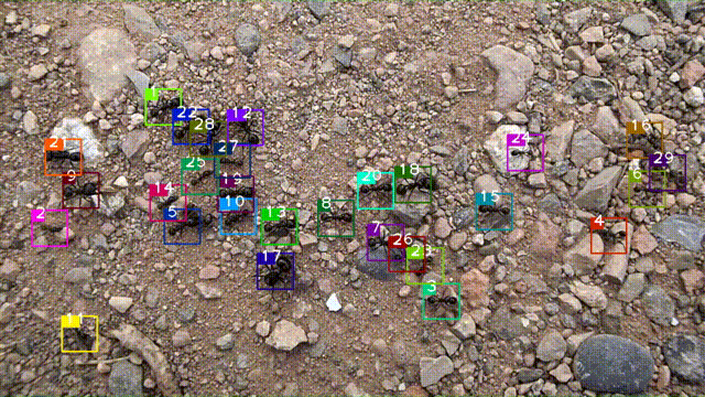 Online tracking of ants based on deep association metrics: method, dataset and evaluation GIF